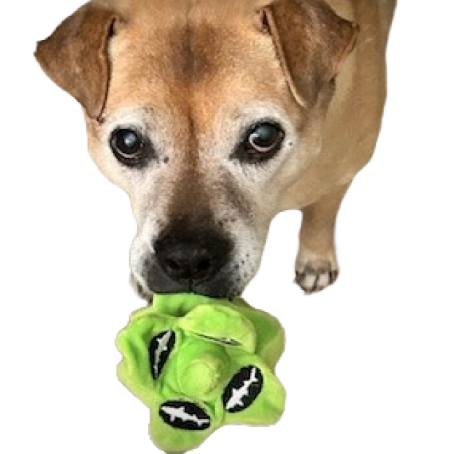 A brown dog with white markings holds a PrideBites Plush Hop Dog Toy featuring black and white designs and a durable squeaker in its mouth, looking up with wide eyes against a plain background.