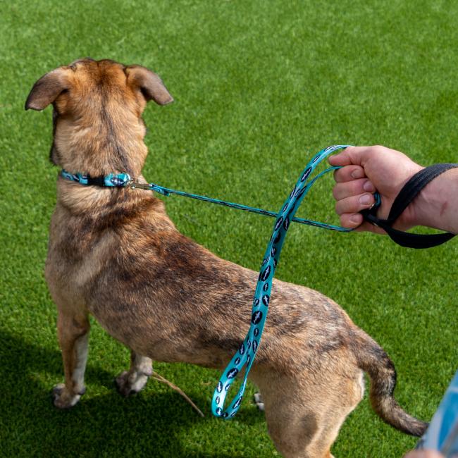 A person holds a Lupine, Inc. Teal Dog Leash attached to a short-haired brown dog standing on bright green grass as the dog looks away from the camera.