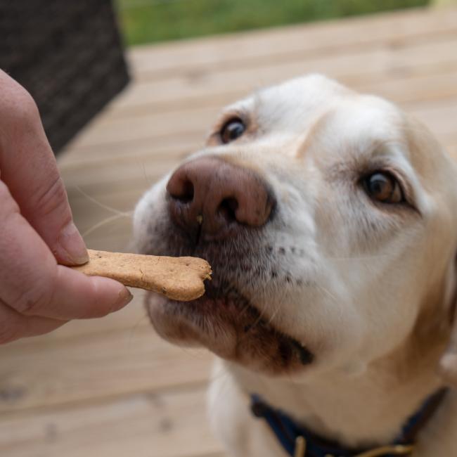 A light-colored dog eagerly sniffs a Waggies by Maggie & Friends Inc 2-Pack Dog Treat held by a person, with a wooden deck and grass visible in the background.
