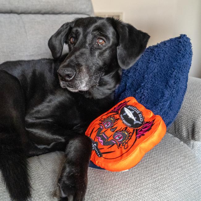 Image features a dog with the orange Punkin dog toy in the shape of the artwork with the Dogfish Head shark and shield logo up top.